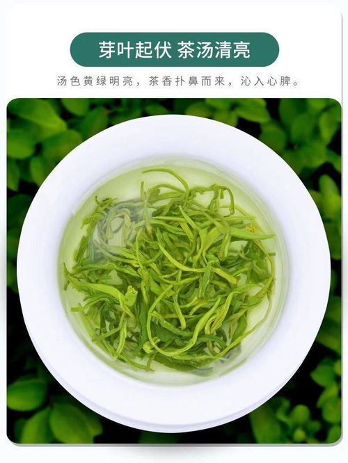 品鑒碧螺春2021新茶 高山云霧中的濃香珍品與批發(fā)機(jī)遇